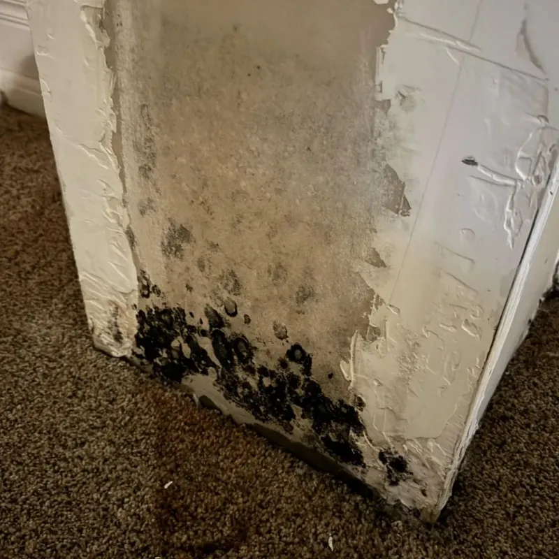 Professional Mold Removal in Dubois County, IN